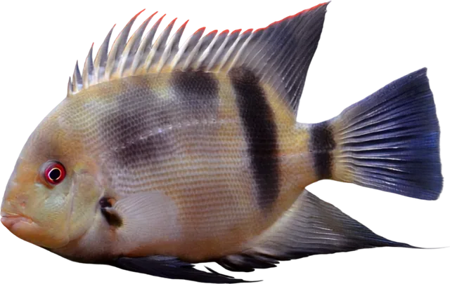 Uaru, Uaru amphiacanthoides