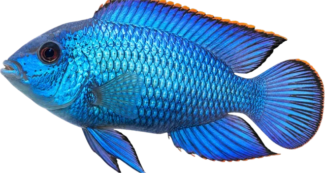 Electric Blue Acara, Andinoacara sp.