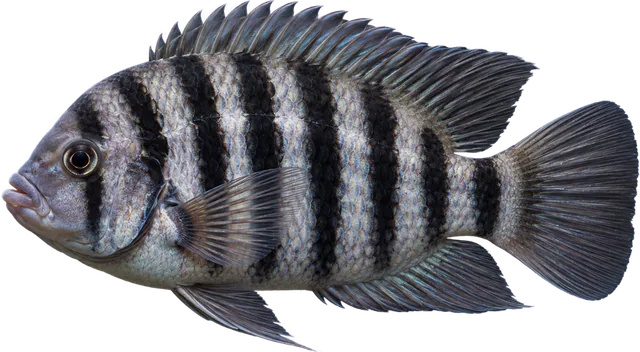 Convicto, Amatitlania nigrofasciata