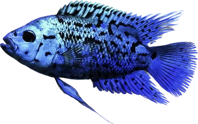 Jack Dempsey, Rocio octofasciata