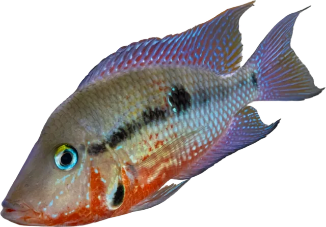 Boca de fuego, Thorichthys meeki