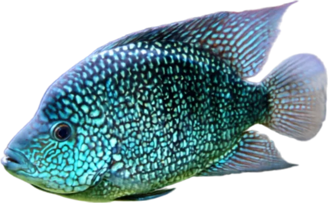 Texas cichlid, Herichthys cyanoguttatus