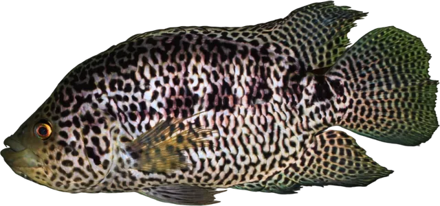 Jaguar cichlid, Parachromis managuensis