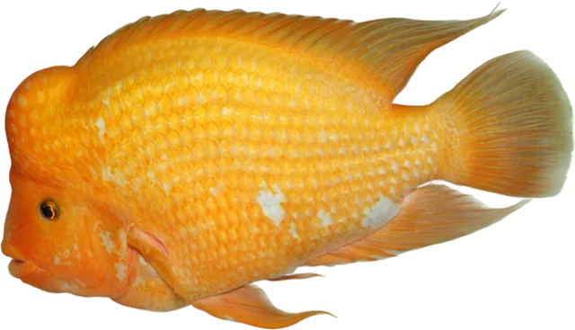 Midas cichlid, Amphilophus citrinellus