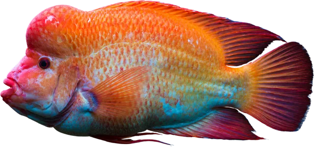 Red Devil, Amphilophus labiatus