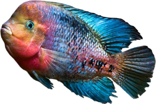 Vieja melanurus, Vieja melanurus