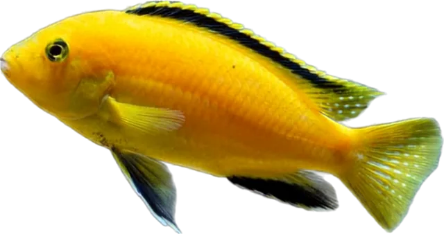 Yellow Lab, Labidochromis caeruleus