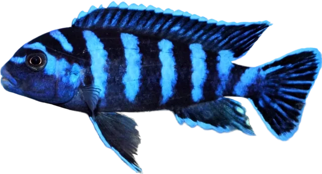 Chindongo demasoni, Chindongo demasoni