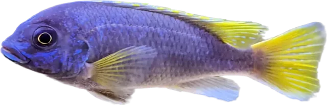 Pseudotropheus sp. 'acei', Pseudotropheus sp. 'acei'