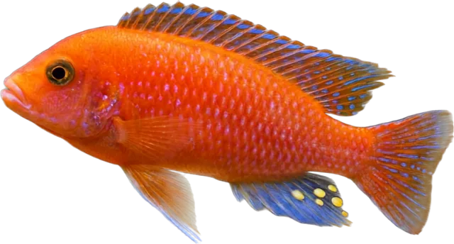 Red Zebra, Maylandia estherae
