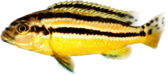 Auratus, Melanochromis auratus