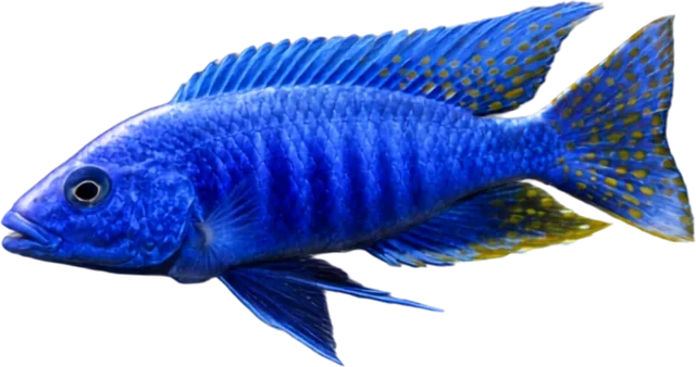 Electric Blue Hap, Sciaenochromis fryeri