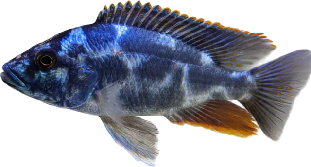 Nimbochromis livingstonii, Nimbochromis livingstonii