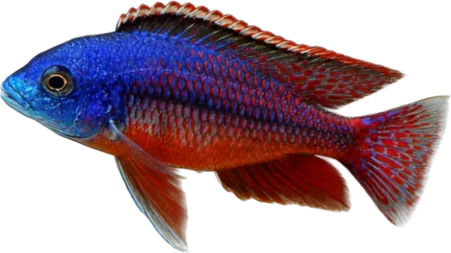 Red Empress, Protomelas taeniolatus