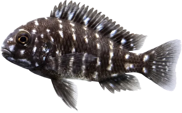Tropheus duboisi, Tropheus duboisi
