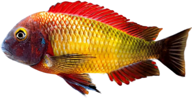 Tropheus moorii, Tropheus moorii