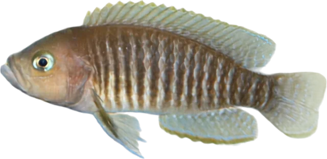 Neolamprologus multifasciatus, Neolamprologus multifasciatus