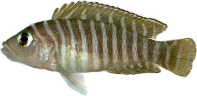 Neolamprologus similis, Neolamprologus similis