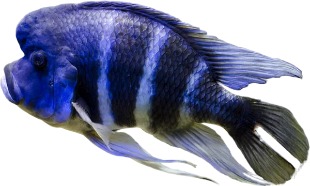 Frontosa, Cyphotilapia frontosa
