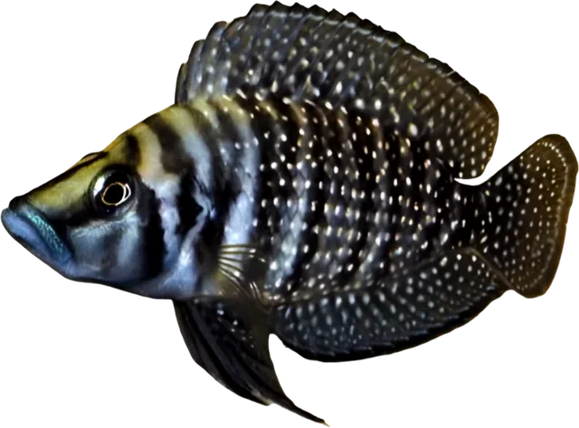 Altolamprologus calvus, Altolamprologus calvus