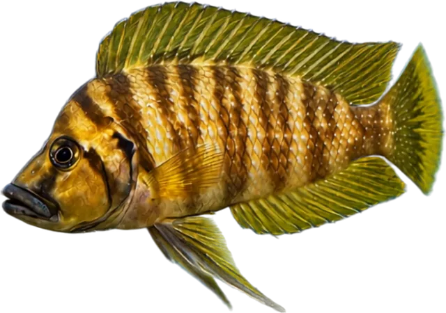 Altolamprologus compressiceps, Altolamprologus compressiceps