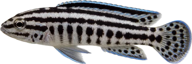 Julidochromis transcriptus, Julidochromis transcriptus