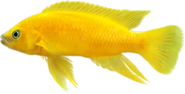 Neolamprologus leleupi, Neolamprologus leleupi