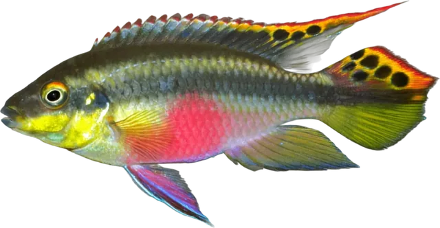 Kribensis, Pelvicachromis pulcher