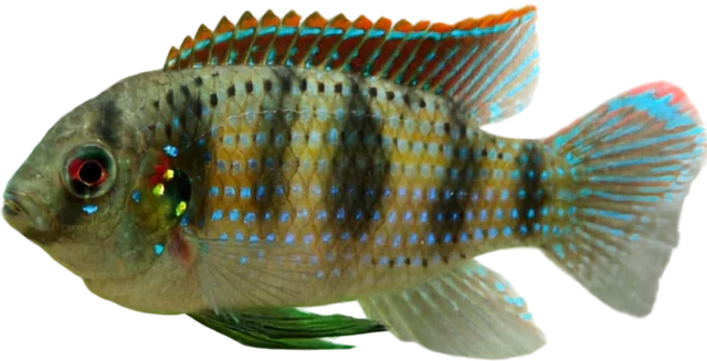 African Butterfly Cichlid, Anomalochromis thomasi