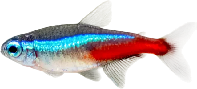 Neón, Paracheirodon innesi