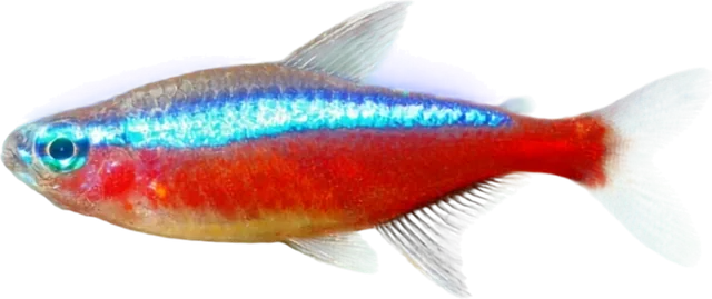 Cardenal, Paracheirodon axelrodi