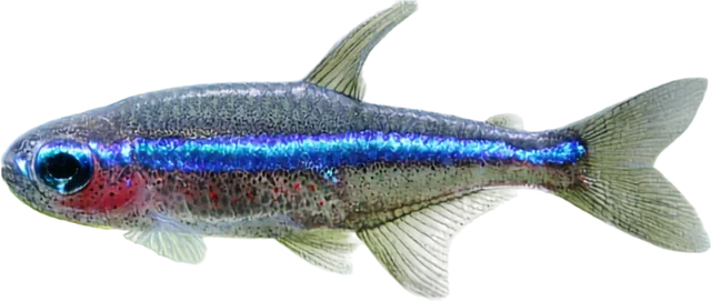 Neón verde, Paracheirodon simulans