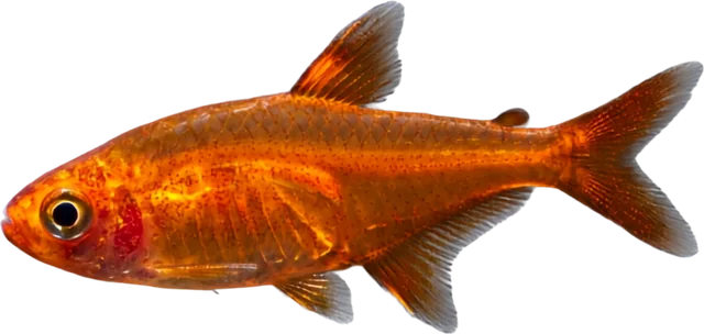 Ember Tetra, Hyphessobrycon amandae