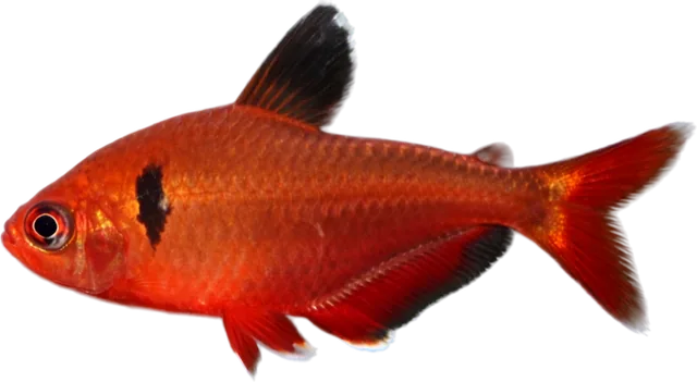 Serpae, Hyphessobrycon eques