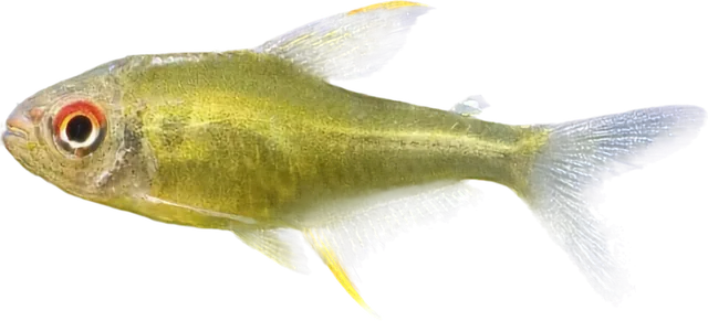 Tetra limón, Hyphessobrycon pulchripinnis