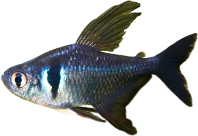 Phantom negro, Hyphessobrycon megalopterus
