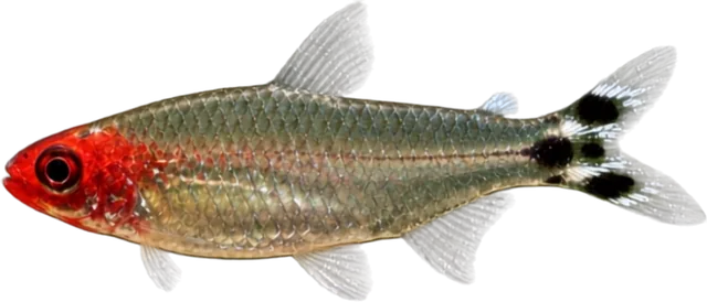 Rummy Nose, Petitella bleheri