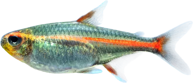 Glowlight Tetra, Hemigrammus erythrozonus