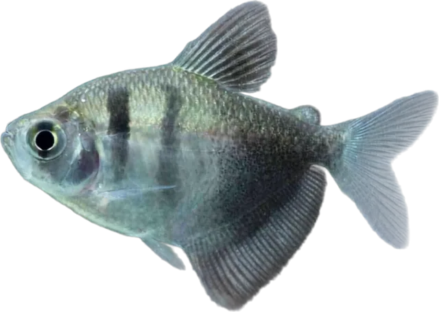 Monjita, Gymnocorymbus ternetzi