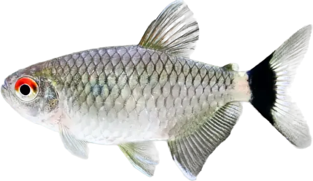 Ojo rojo, Moenkhausia sanctaefilomenae
