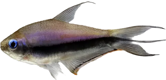 Tetra emperador, Nematobrycon palmeri