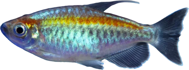 Tetra Congo, Phenacogrammus interruptus
