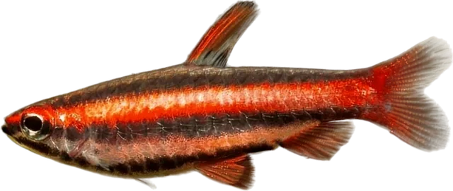 Coral Red Pencilfish, Nannostomus mortenthaleri
