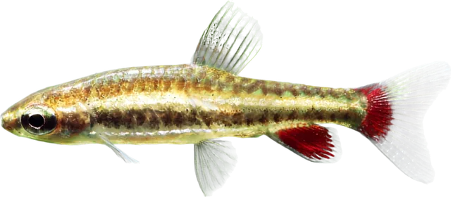 Dwarf Pencilfish, Nannostomus marginatus