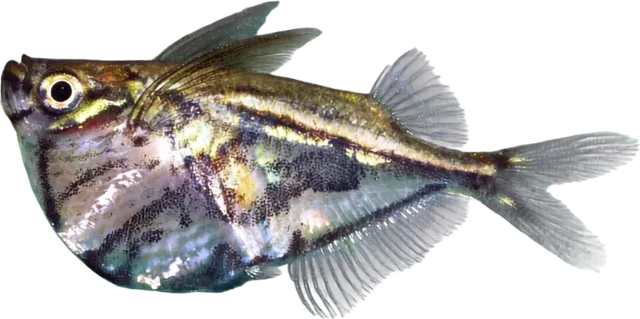 Marbled Hatchetfish, Carnegiella strigata