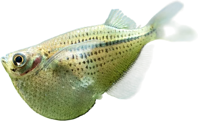 Silver Hatchetfish, Gasteropelecus sternicla