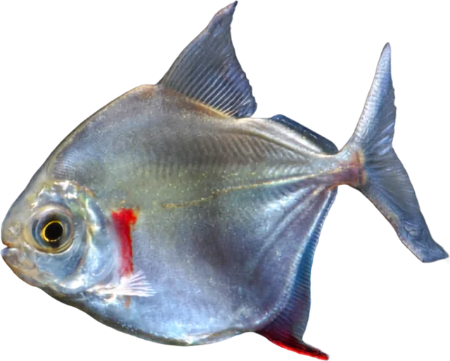 Silver Dollar, Metynnis argenteus