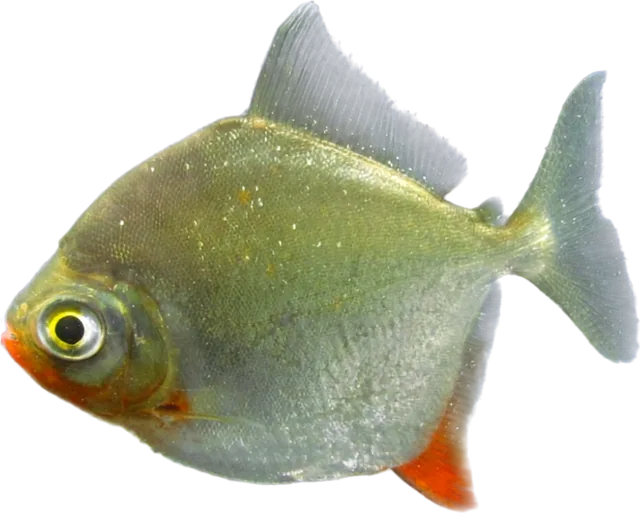 Red Hook Silver Dollar, Myloplus rubripinnis