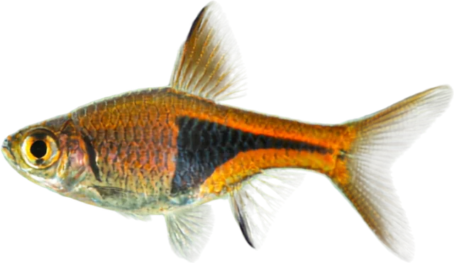 Rasbora arlequín, Trigonostigma heteromorpha