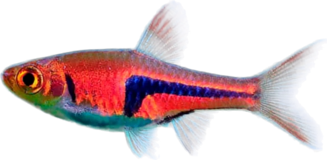 Rasbora espei, Trigonostigma espei